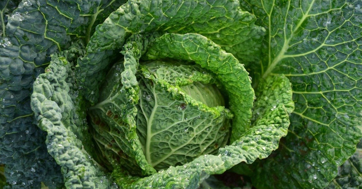Cabbage, one of the superfoods for weight loss.